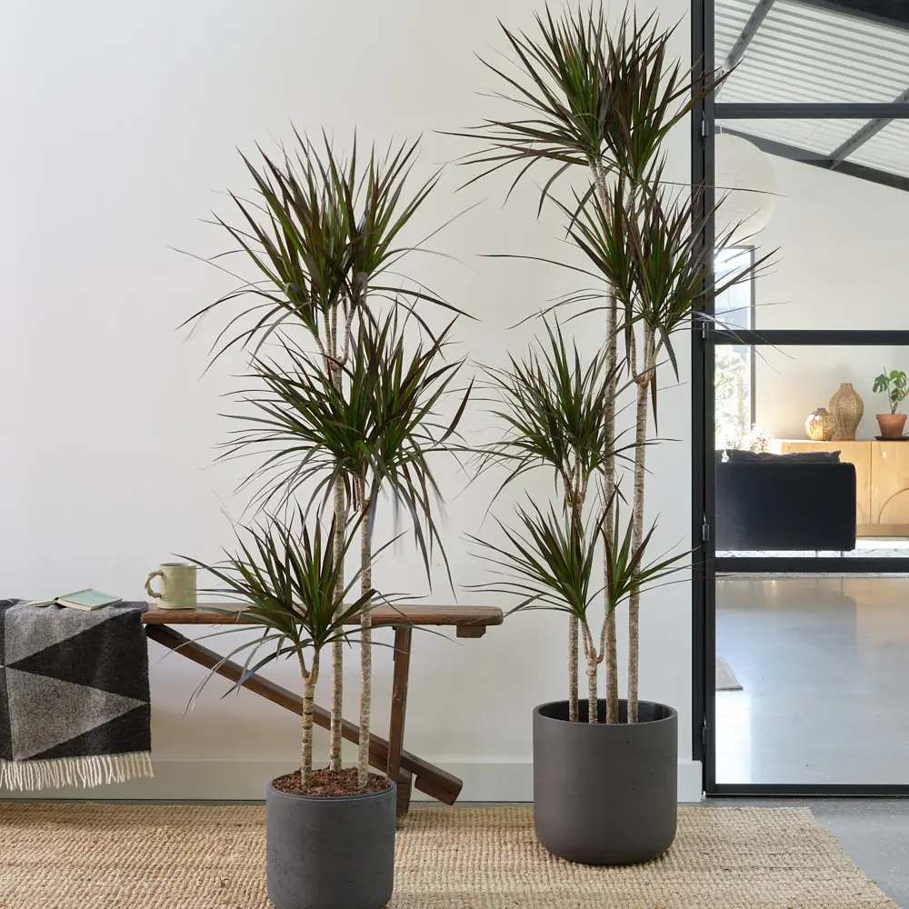 Dracaena marginata Magenta, 80 cm, 1/2 Tulpini, planta de apartament decorativa usor de ingrijit