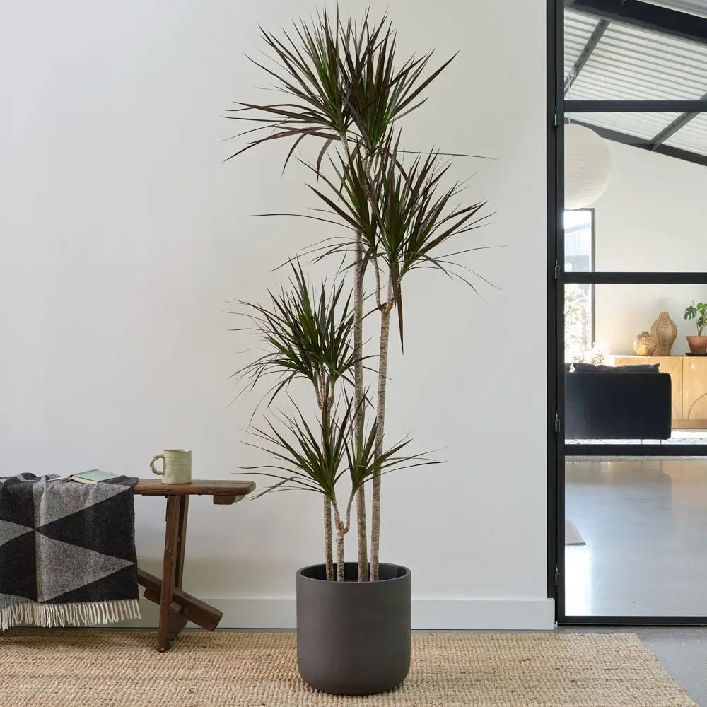 Dracaena marginata Magenta, 80 cm, 1/2 Tulpini, planta de apartament decorativa usor de ingrijit