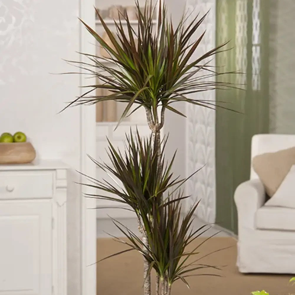 Dracaena marginata Magenta, 80 cm, 1/2 Tulpini, planta de apartament decorativa usor de ingrijit