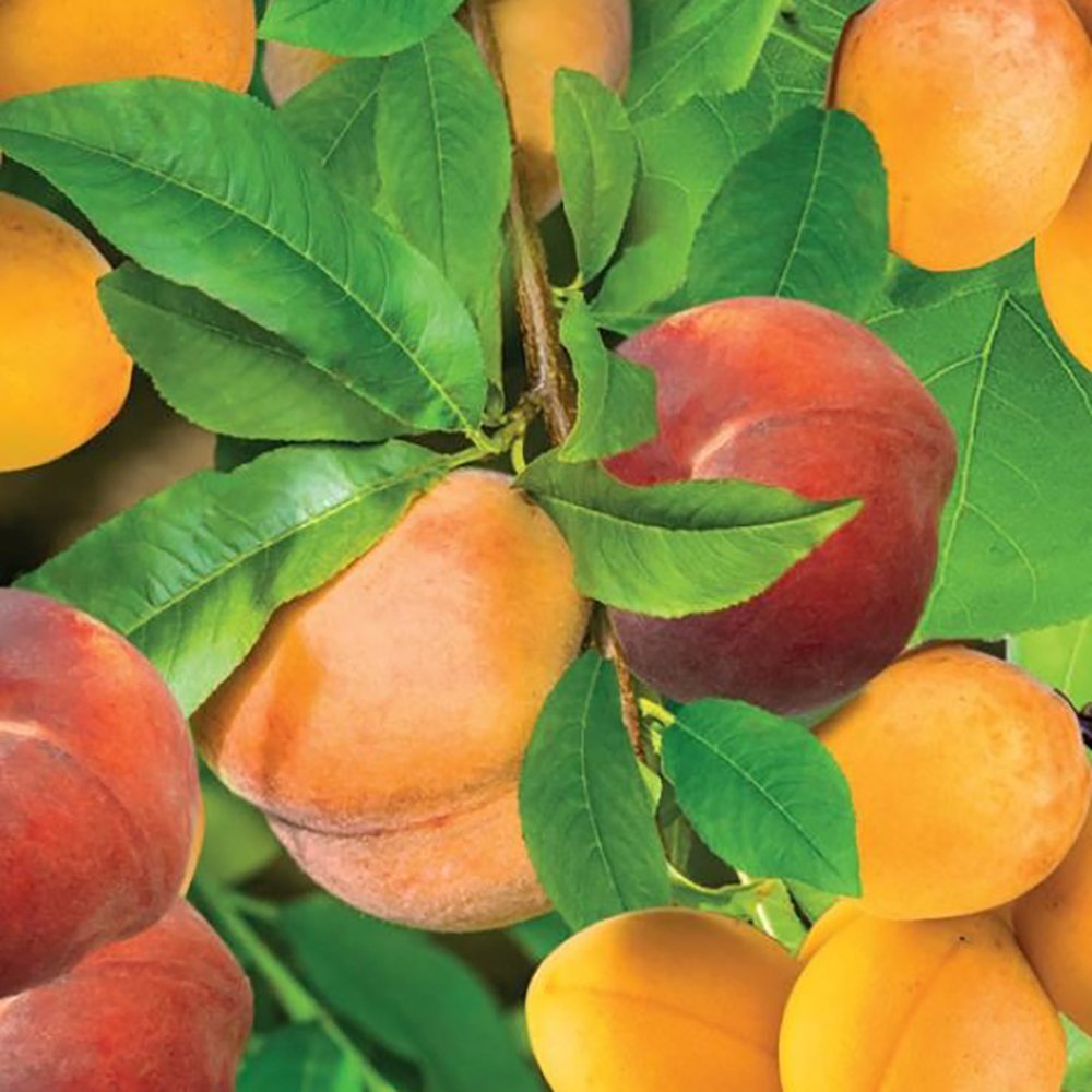 Duo Cais si Piersic 'Duo Perzik-Abrikoos', cu fructe dulci galbene- rosiatice