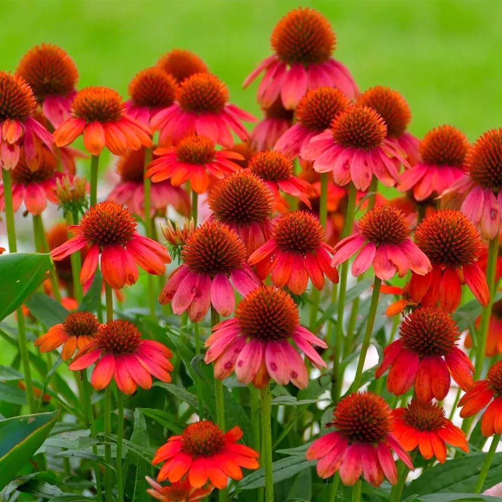 Echinacea Sombrero Red Salse, floare perena rosu intens, de gradina sau ghiveci