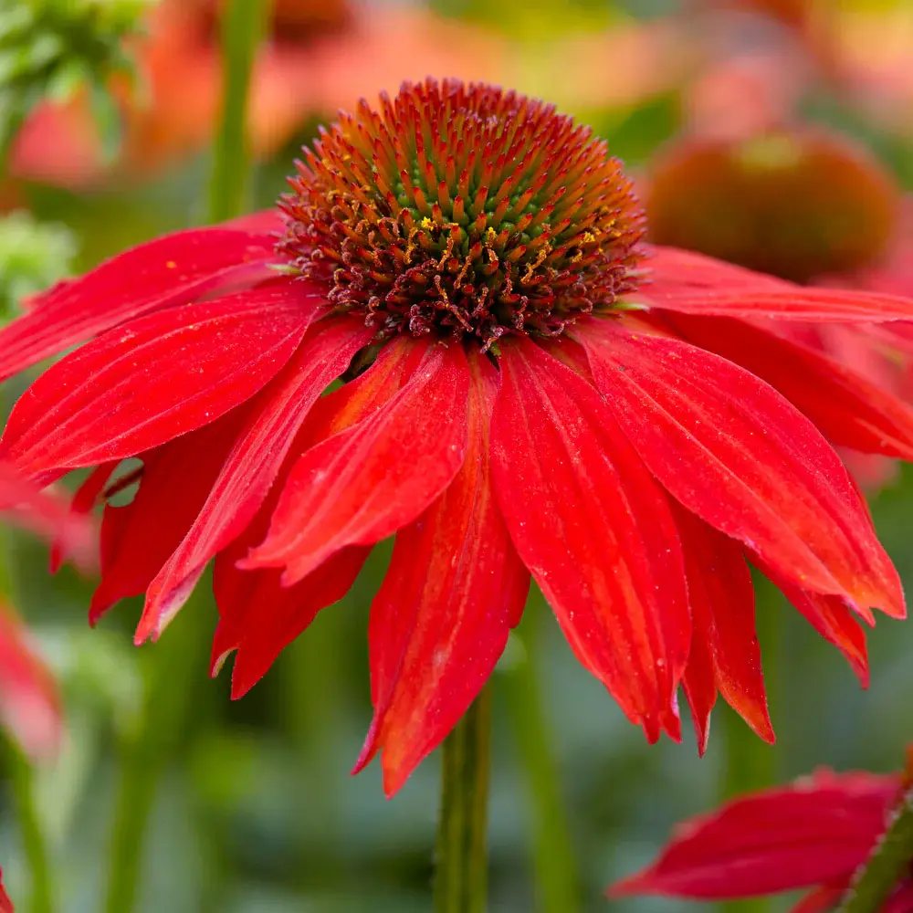 Echinacea Sombrero Red Salse, floare perena rosu intens, de gradina sau ghiveci