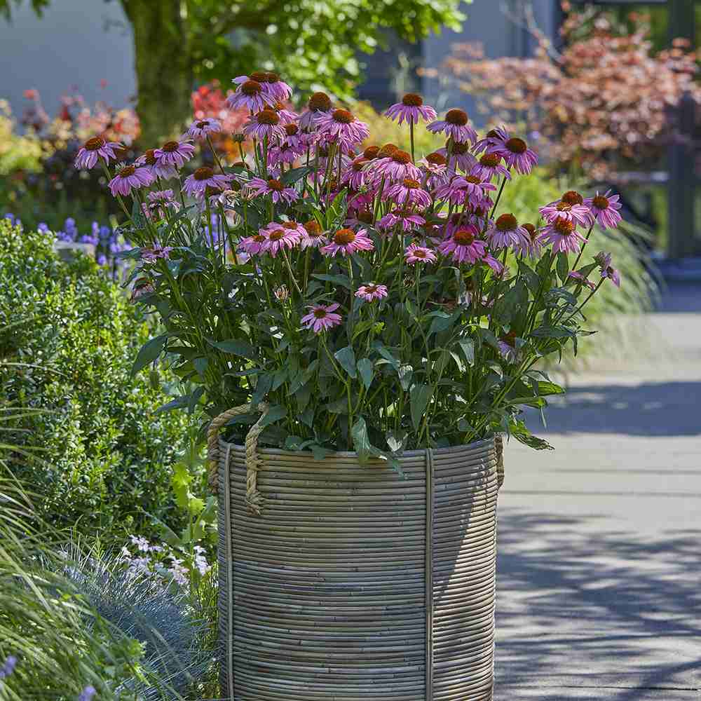 Echinacea Mooodz Courage cu flori roz intens, planta perena decorativa, atrage albinele, inflorire indelungata