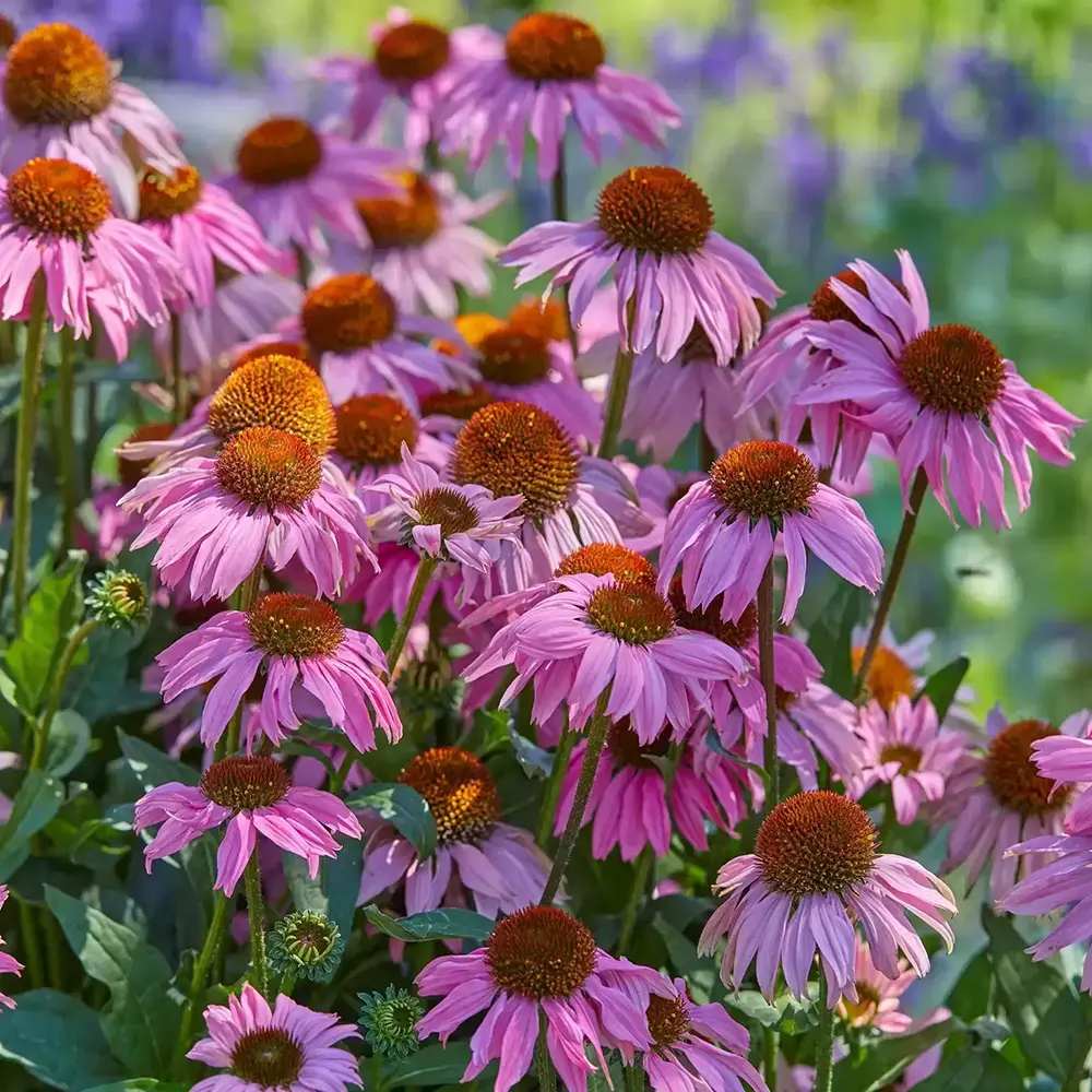Echinacea Mooodz Courage cu flori roz intens, planta perena decorativa, atrage albinele, inflorire indelungata