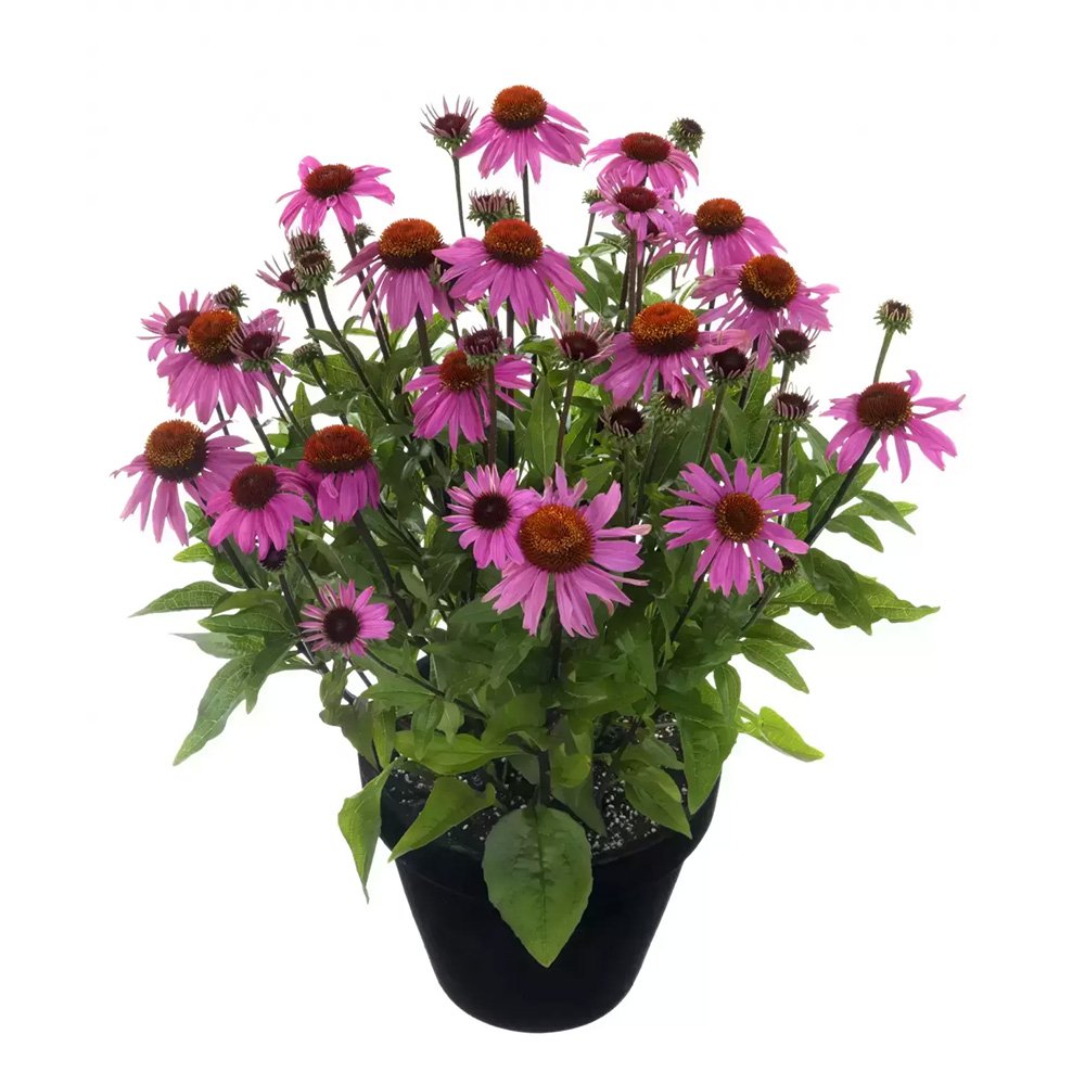 Echinacea Mooodz Courage cu flori roz intens, planta perena decorativa, atrage albinele, inflorire indelungata