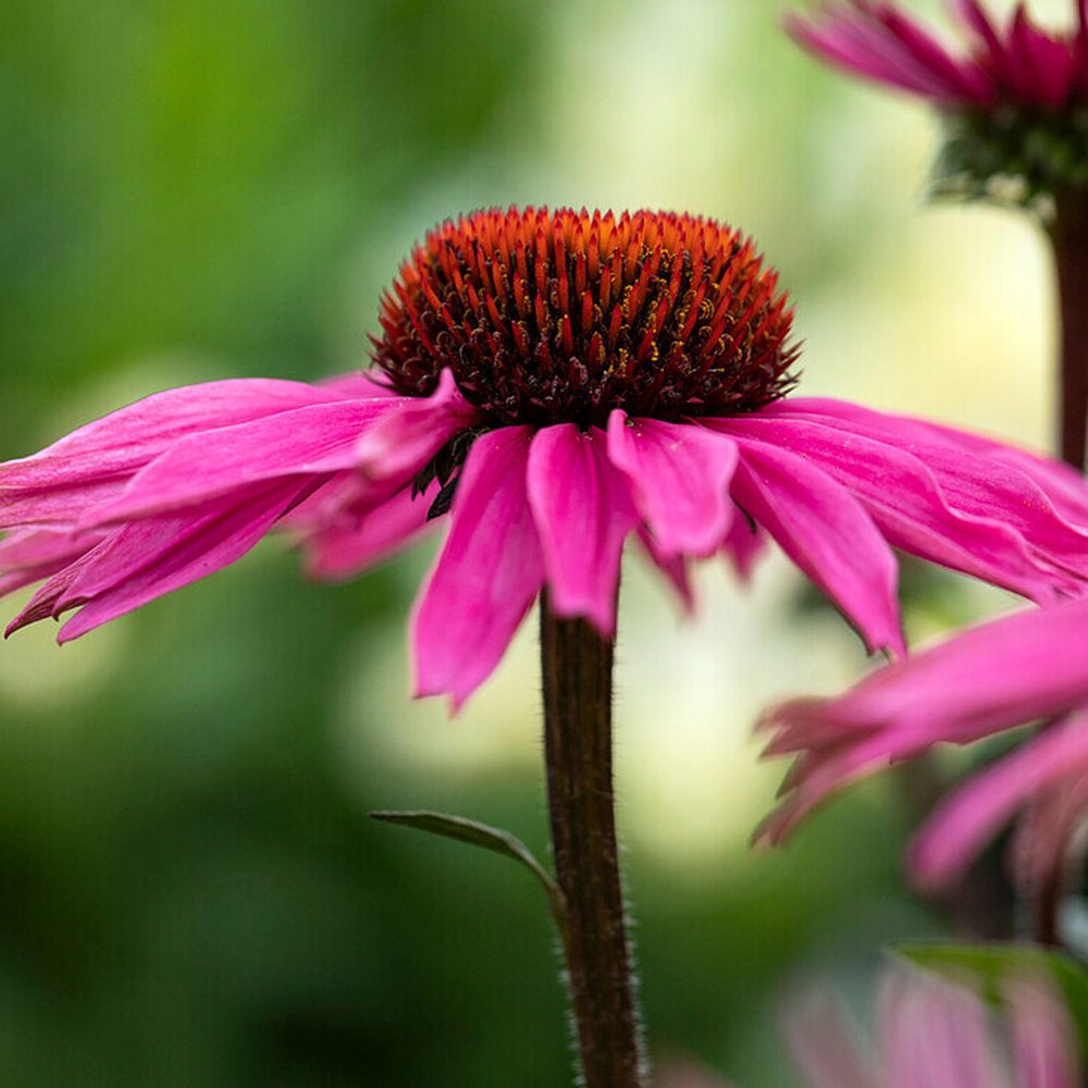 Echinacea Mooodz Courage cu flori roz intens, planta perena decorativa, atrage albinele, inflorire indelungata