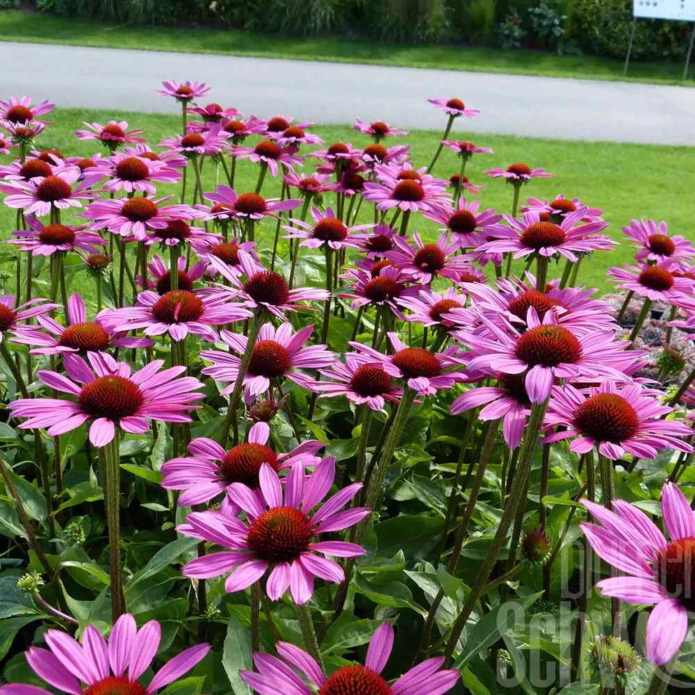 Echinacea Mooodz Courage cu flori roz intens, planta perena decorativa, atrage albinele, inflorire indelungata