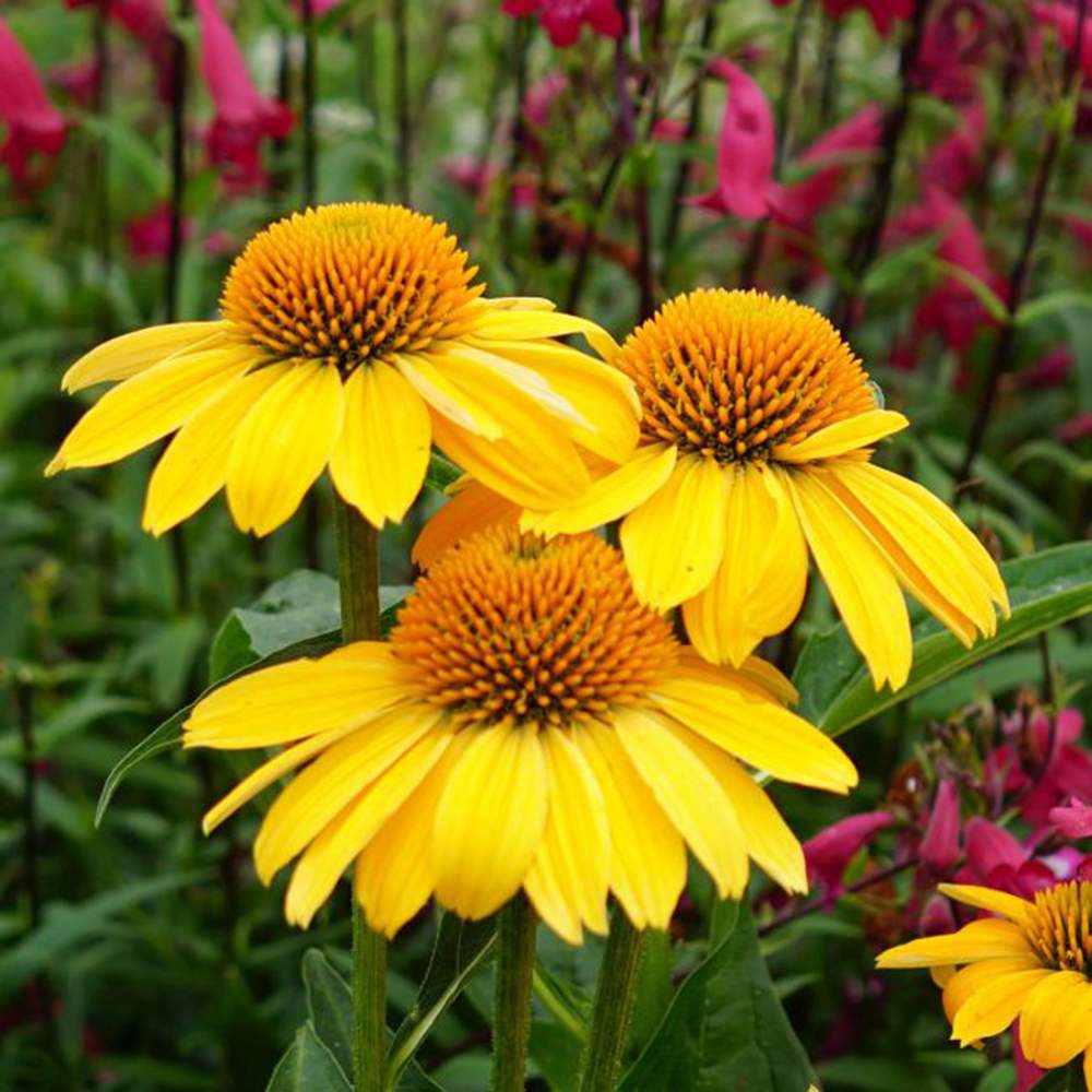 Echinacea Sombrero Lemon Yellow, 35-50 cm, floare perena galben intens, de gradina sau ghiveci