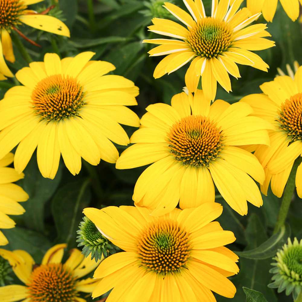 Echinacea Sombrero Lemon Yellow, 35-50 cm, floare perena galben intens, de gradina sau ghiveci