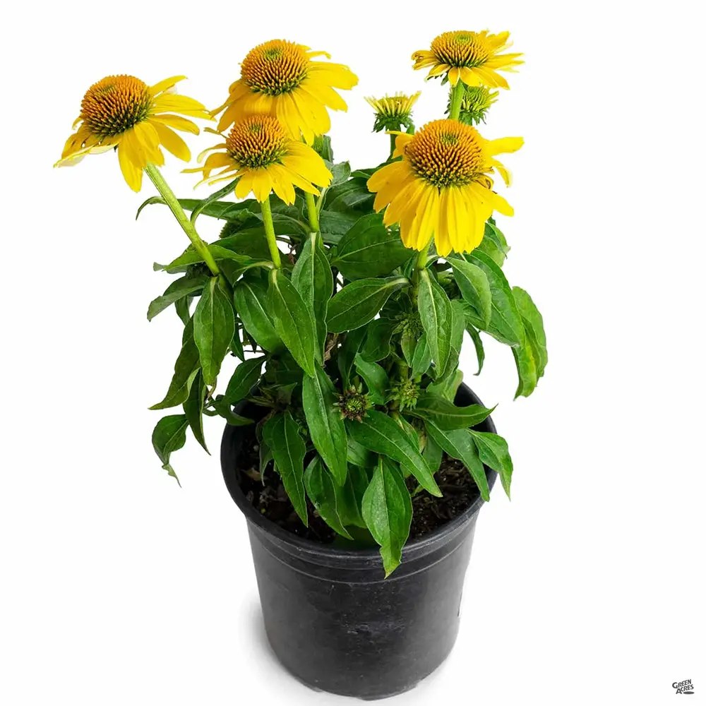 Echinacea Sombrero Lemon Yellow, 35-50 cm, floare perena galben intens, de gradina sau ghiveci