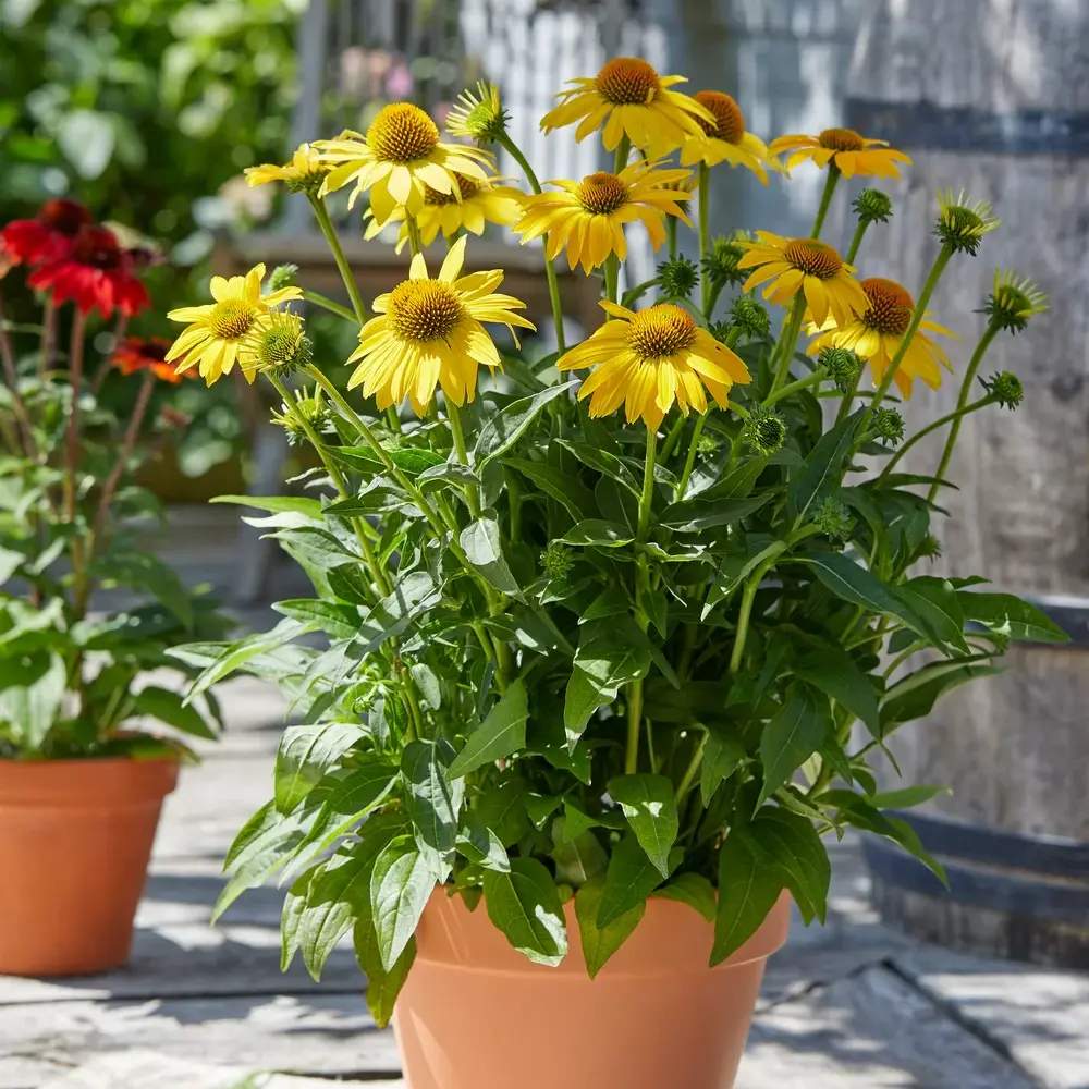 Echinacea Sombrero Lemon Yellow, 35-50 cm, floare perena galben intens, de gradina sau ghiveci