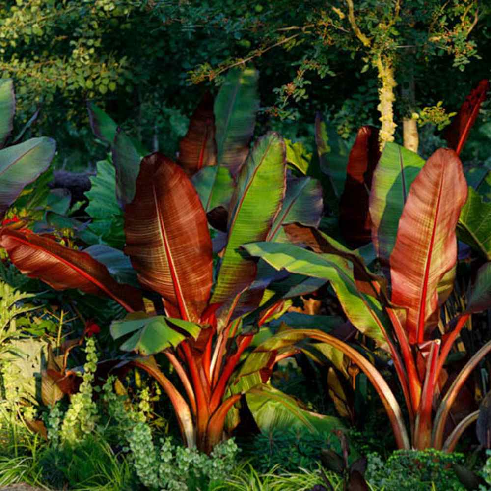 Bananier rosu (Ensete ventricosum Maurelii), 140 cm, planta exotica mare, decorativa, pentru interior si terasa
