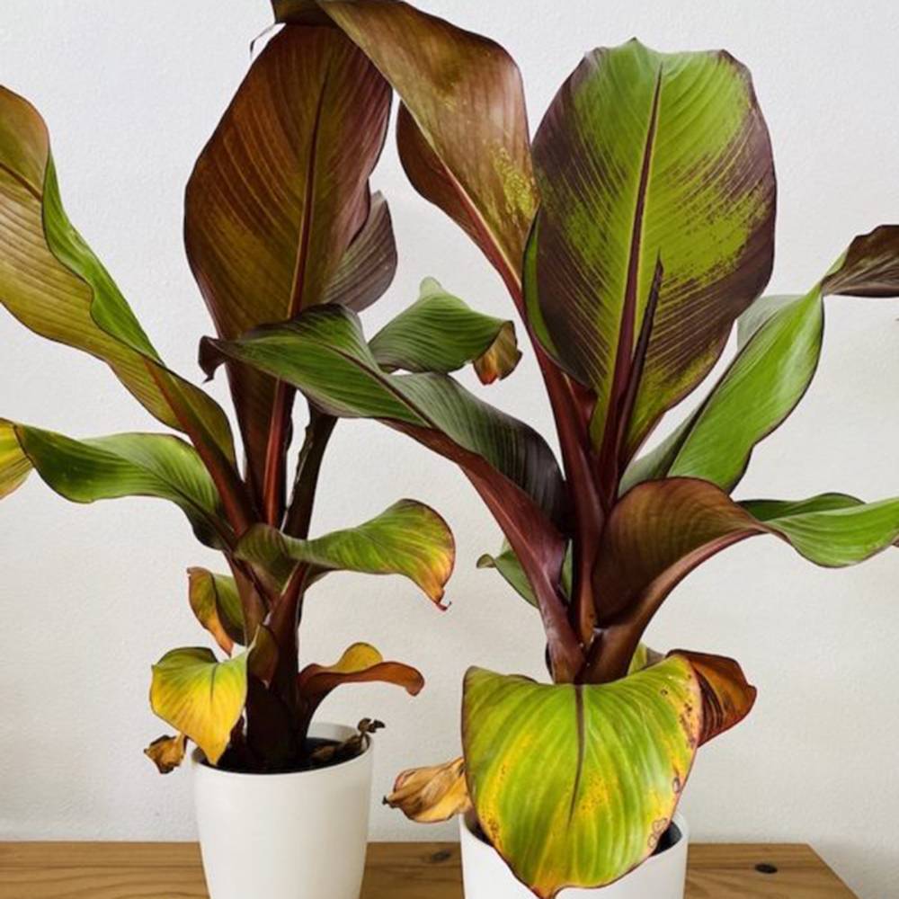 Bananier rosu (Ensete ventricosum Maurelii), 140 cm, planta exotica mare, decorativa, pentru interior si terasa