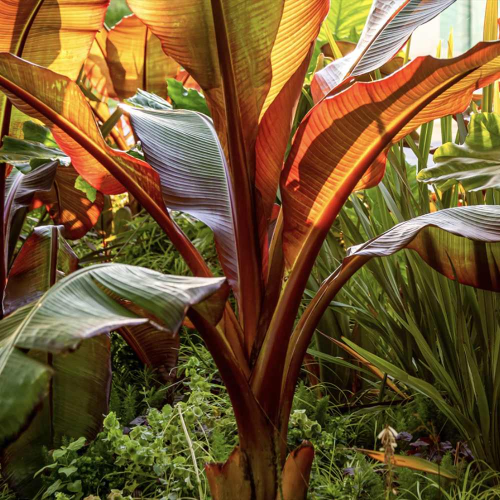 Bananier rosu (Ensete ventricosum Maurelii), 140 cm, planta exotica mare, decorativa, pentru interior si terasa