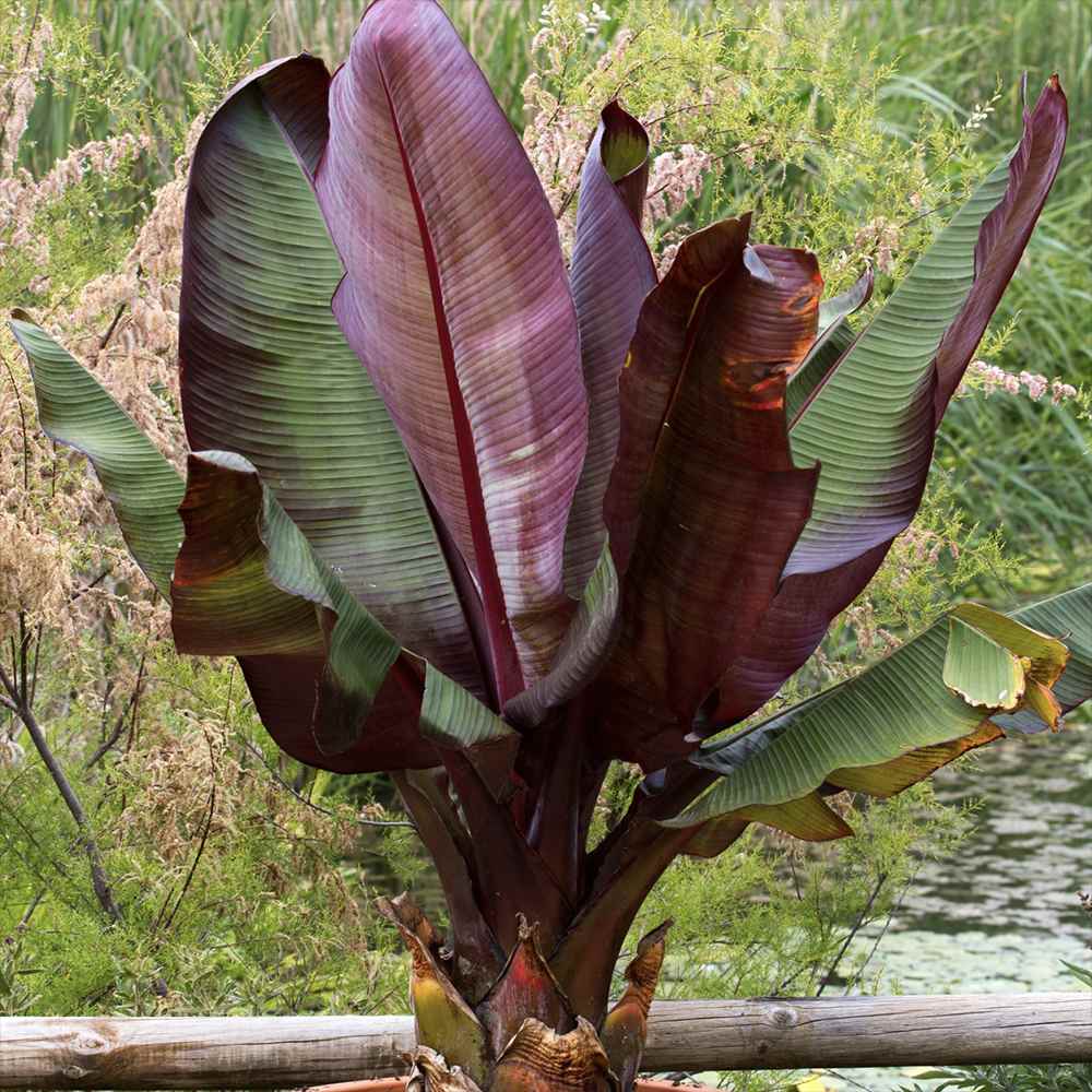 Bananier rosu (Ensete ventricosum Maurelii), 140 cm, planta exotica mare, decorativa, pentru interior si terasa