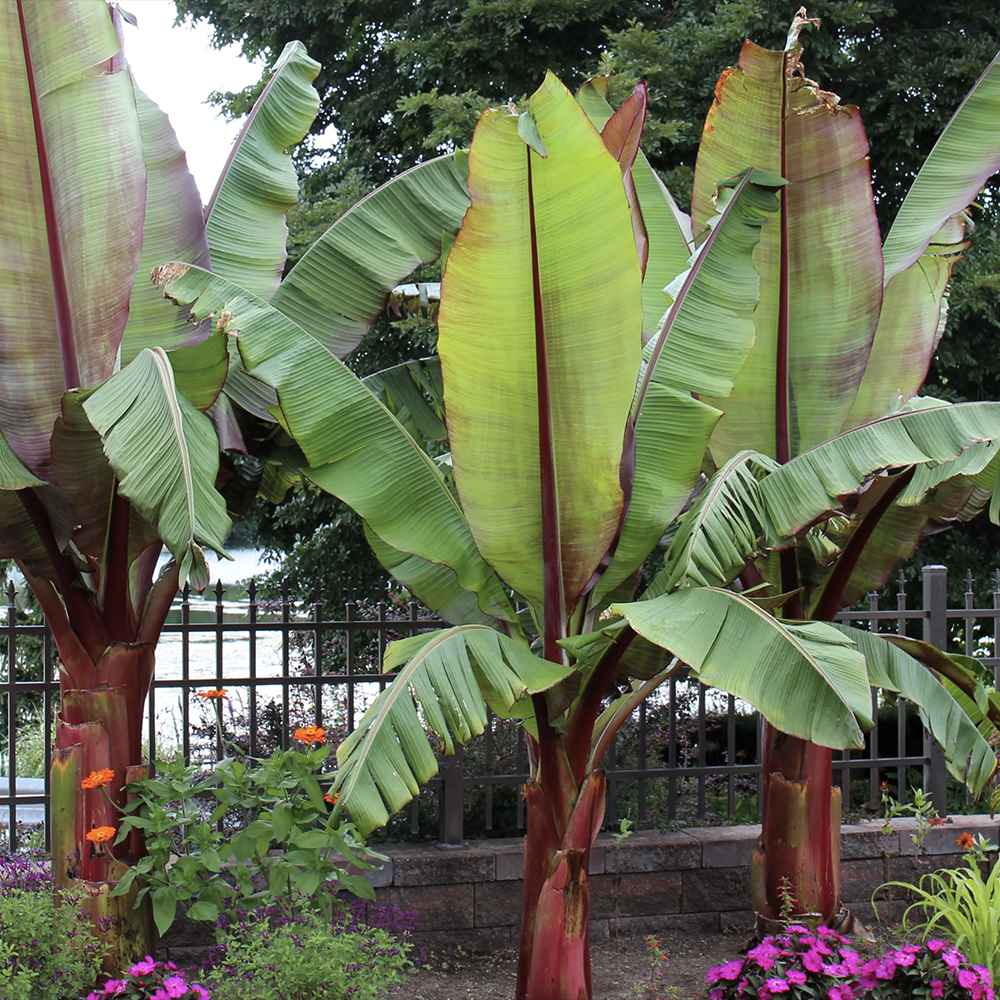 Bananier rosu (Ensete ventricosum Maurelii), 140 cm, planta exotica mare, decorativa, pentru interior si terasa