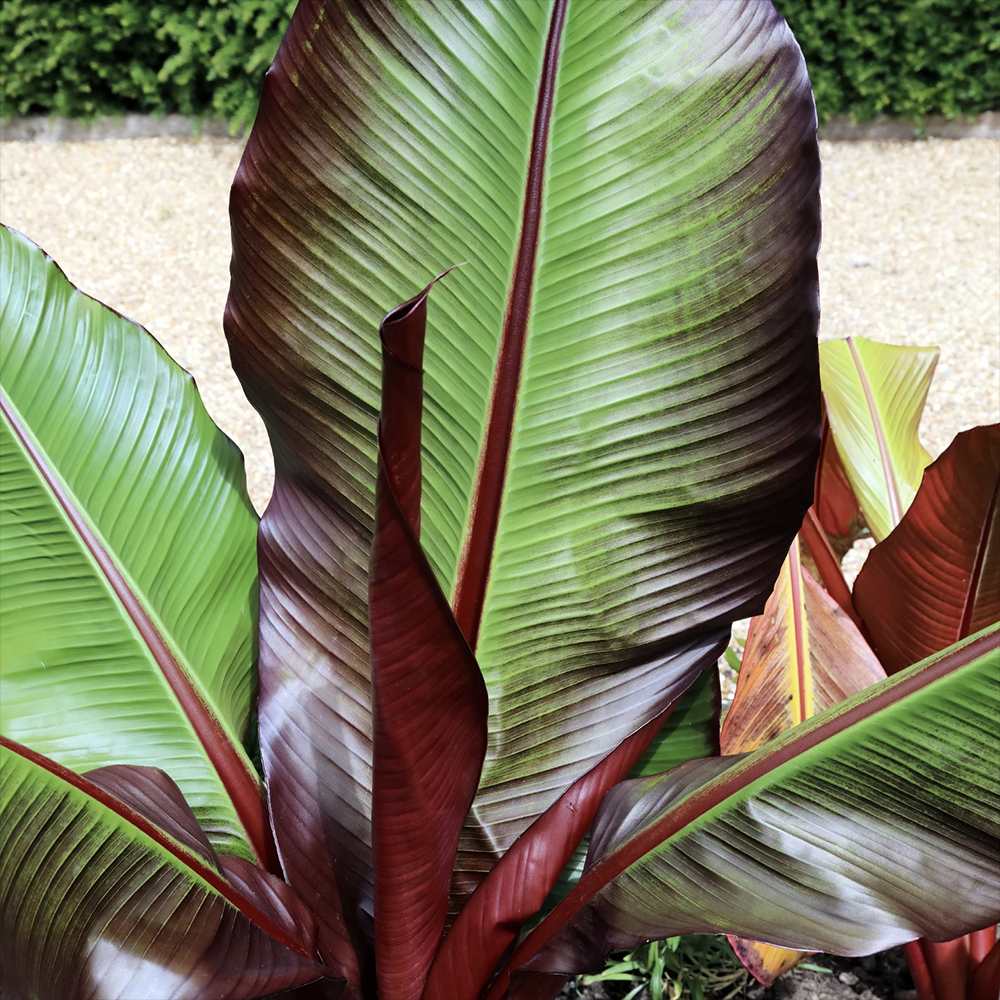 Bananier rosu (Ensete ventricosum Maurelii), 140 cm, planta exotica mare, decorativa, pentru interior si terasa