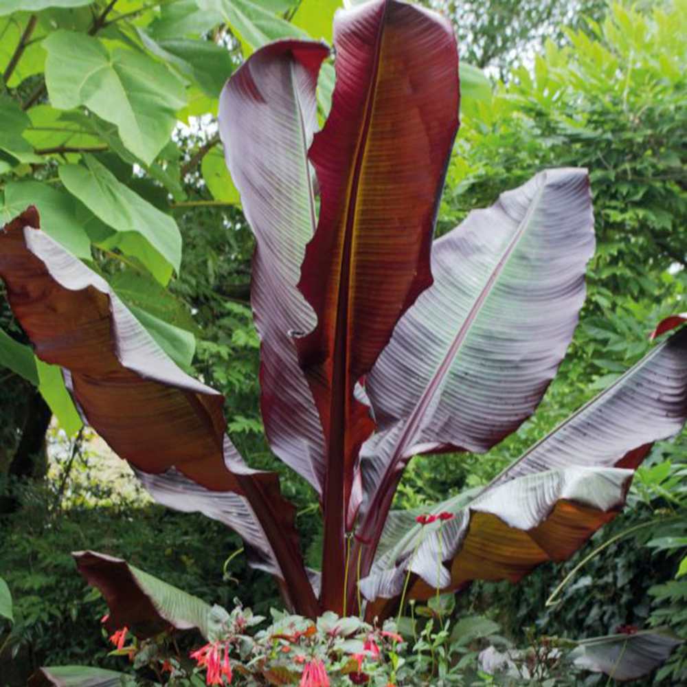 Bananier rosu (Ensete ventricosum Maurelii), 140 cm, planta exotica mare, decorativa, pentru interior si terasa