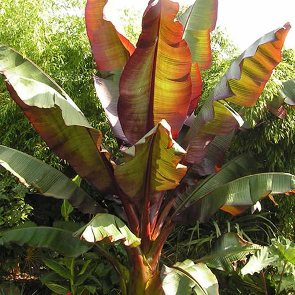 Bananier rosu (Ensete ventricosum Maurelii), 140 cm, planta exotica mare, decorativa, pentru interior si terasa