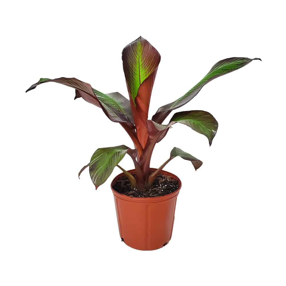 Bananier rosu (Ensete ventricosum Maurelii), 140 cm, planta exotica mare, decorativa, pentru interior si terasa