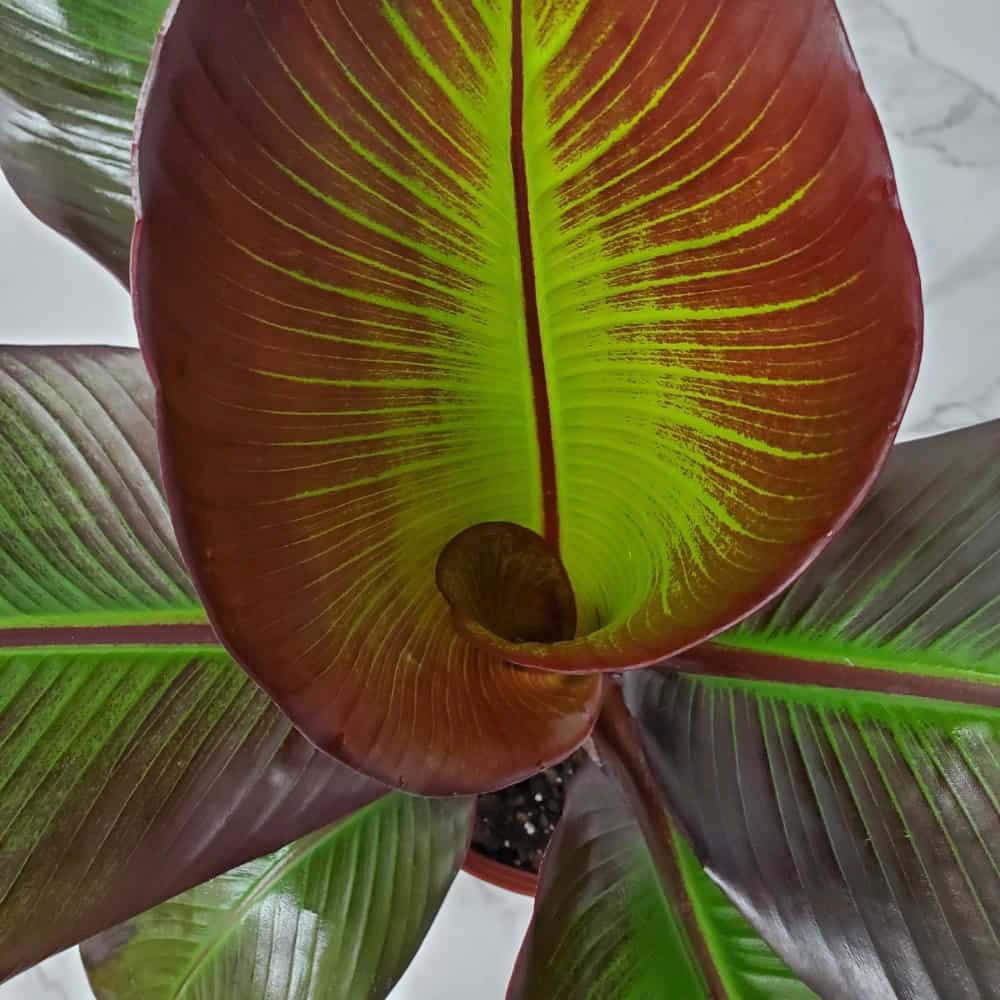 Bananier rosu (Ensete ventricosum Maurelii), 140 cm, planta exotica mare, decorativa, pentru interior si terasa