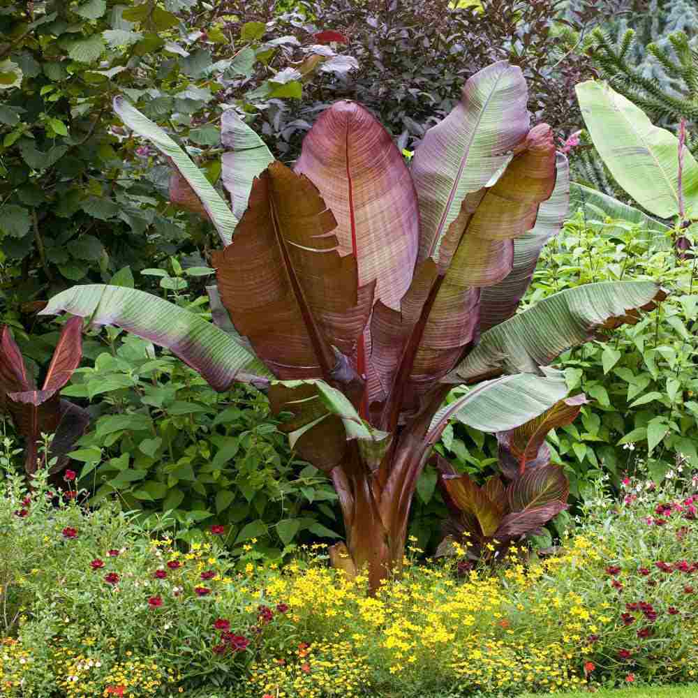 Bananier rosu (Ensete ventricosum Maurelii), 140 cm, planta exotica mare, decorativa, pentru interior si terasa