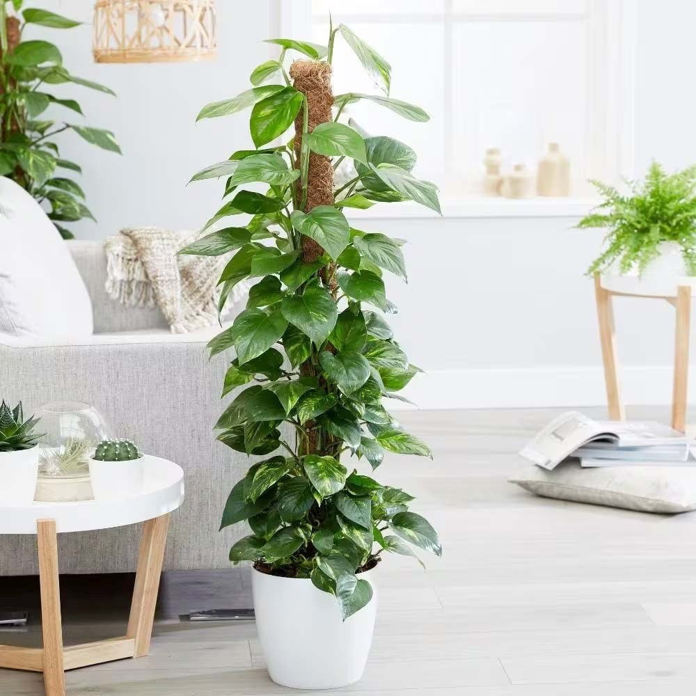 Iedera diavolului Epipremnum Aureum, 120 cm cu Suport, planta de apartament curgatoare, cu frunze pestrite verzi-galbene