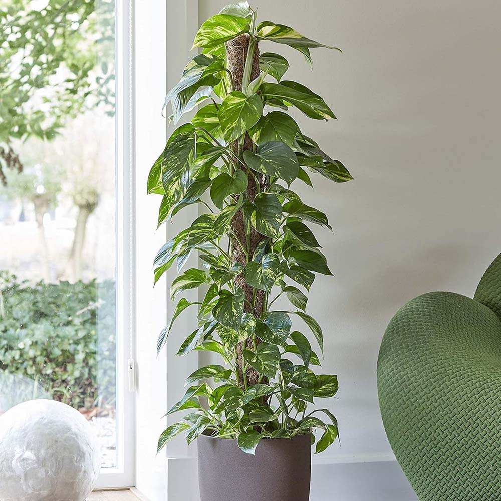 Iedera diavolului Epipremnum Aureum, 120 cm cu Suport, planta de apartament curgatoare, cu frunze pestrite verzi-galbene