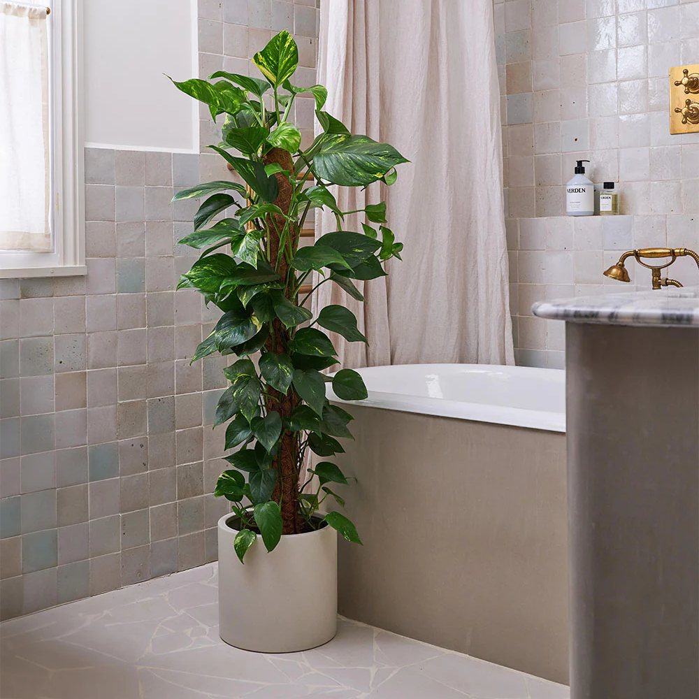 Iedera diavolului Epipremnum Aureum, 120 cm cu Suport, planta de apartament curgatoare, cu frunze pestrite verzi-galbene