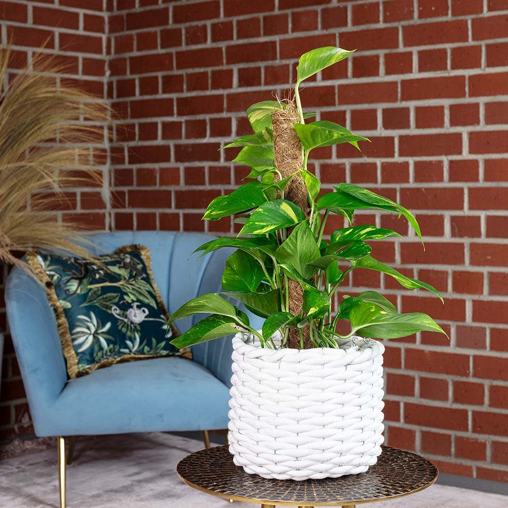 Iedera diavolului Epipremnum Aureum, 120 cm cu Suport, planta de apartament curgatoare, cu frunze pestrite verzi-galbene