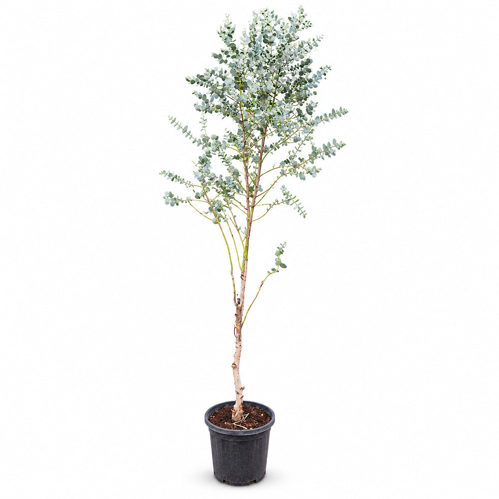 Eucalipt Gunnii Azur, tanar, 180 cm, cu tulpina lunga si subtire, fara coroana formata, vesnic verde cu frunzis albastru-argintiu, cu parfum proaspat, rezistent la ger
