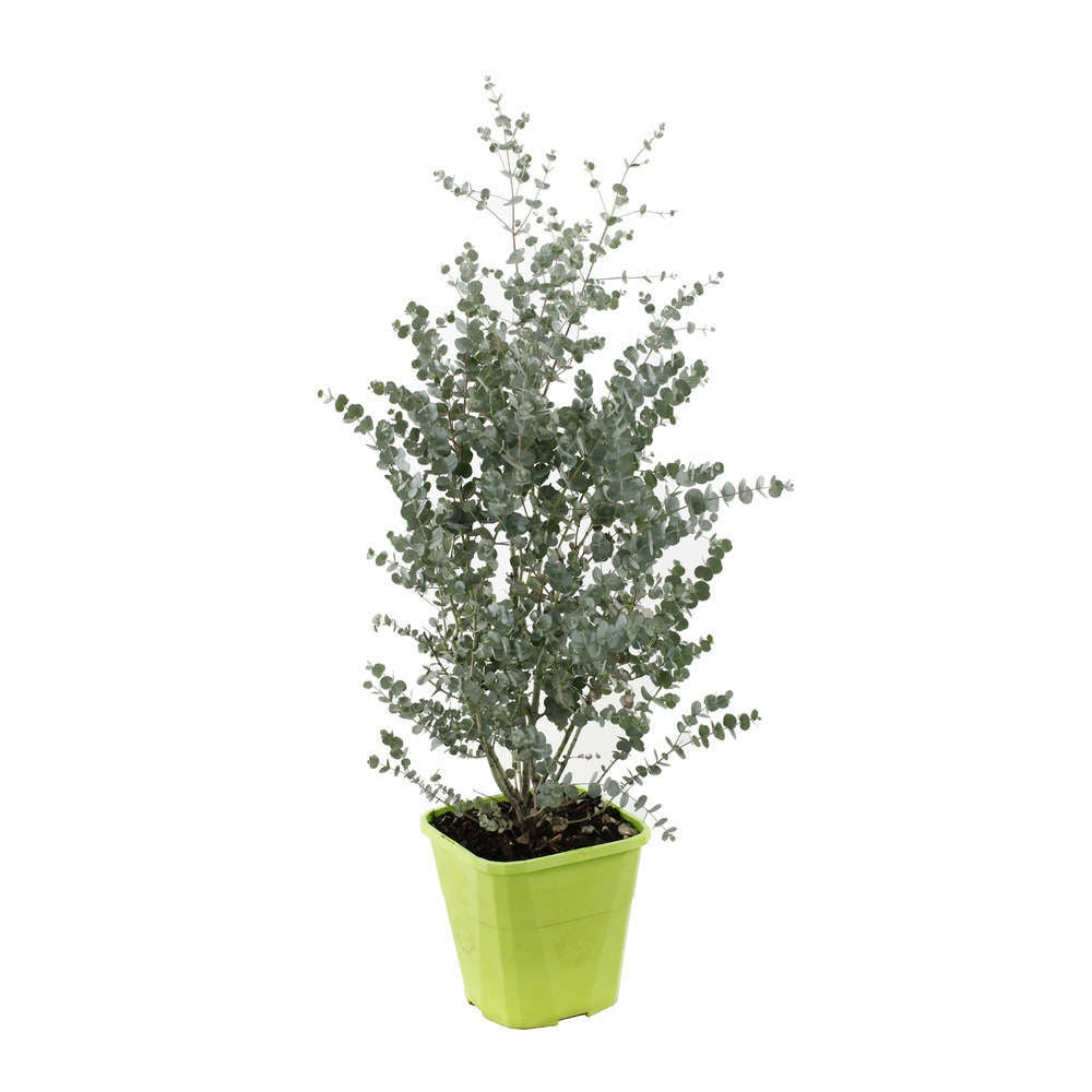 Eucalyptus gunnii Silverana, arbust ornamental cu frunzis argintiu aromat, parfumat, crestere rapida