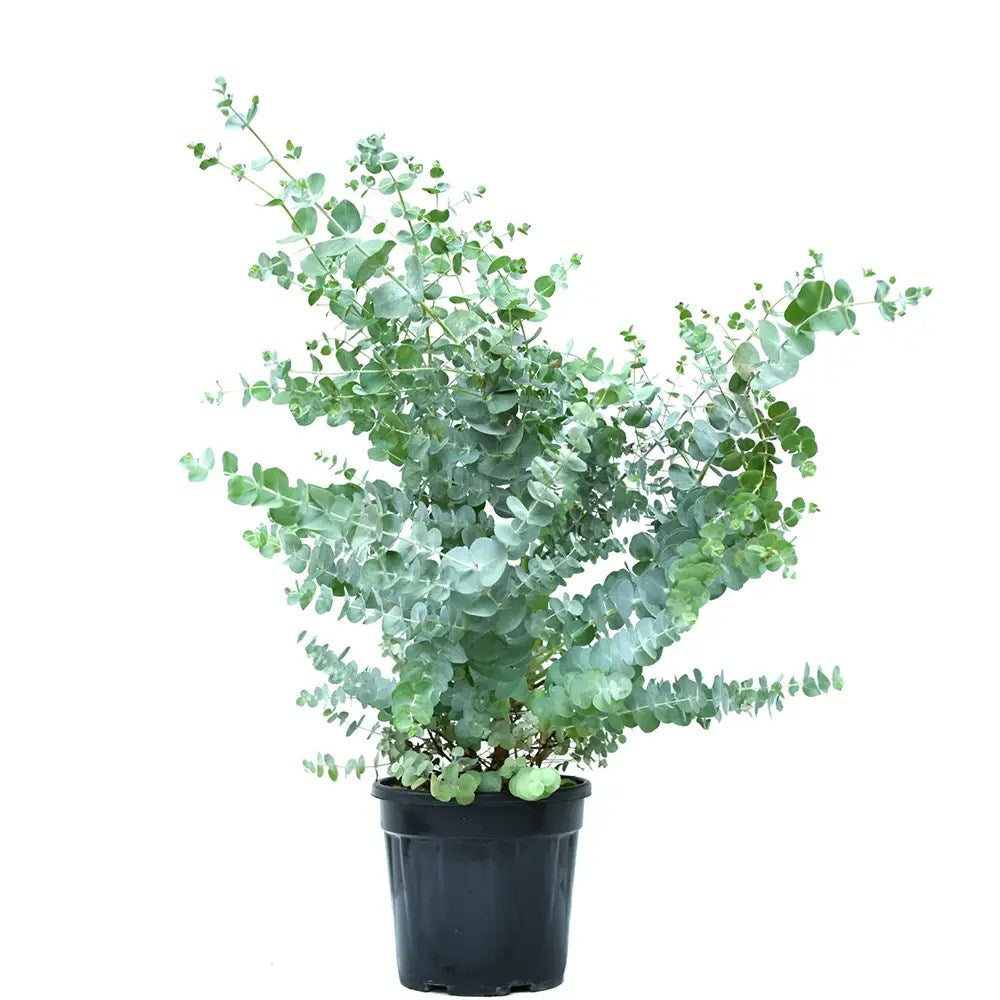 Eucalipt Gunnii, cu frunzis argintiu intens parfumat, iubitor de soare, vesnic verde, rezistent la ger