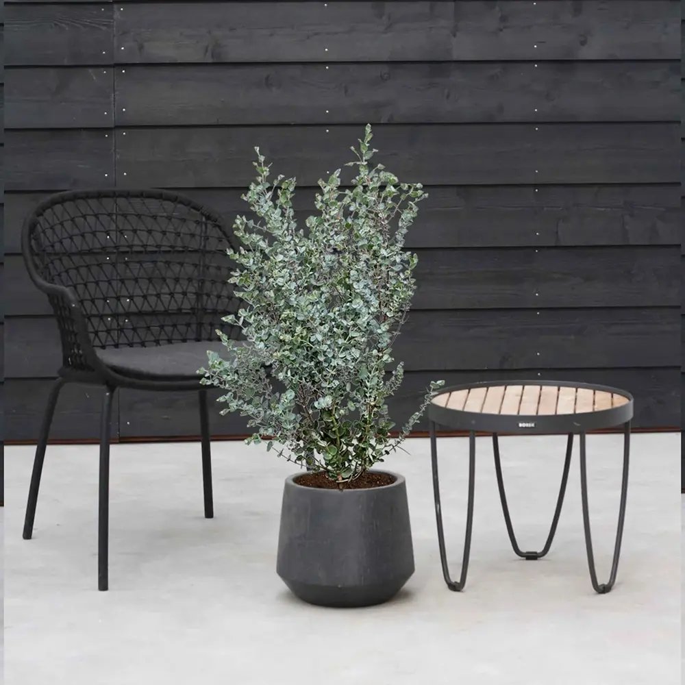 Eucalipt Gunnii, cu frunzis argintiu intens parfumat, iubitor de soare, vesnic verde, rezistent la ger