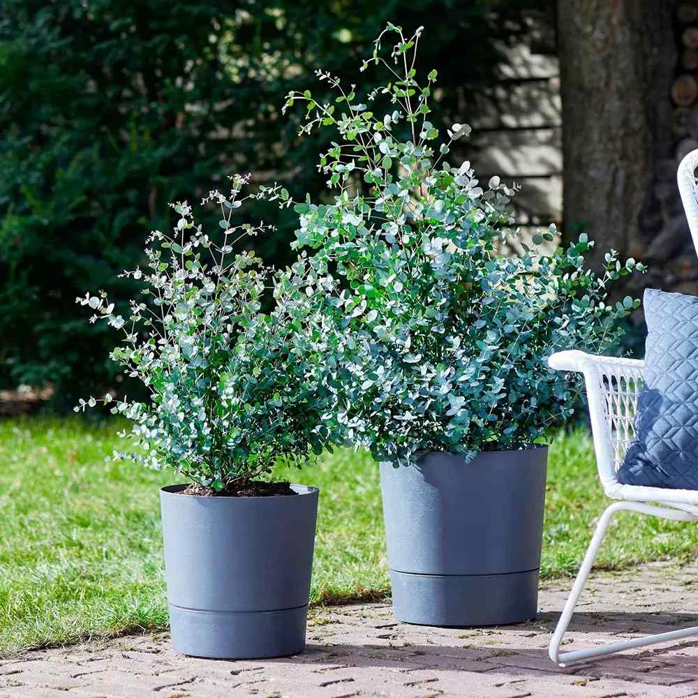 Eucalipt Gunnii, cu frunzis argintiu intens parfumat, iubitor de soare, vesnic verde, rezistent la ger