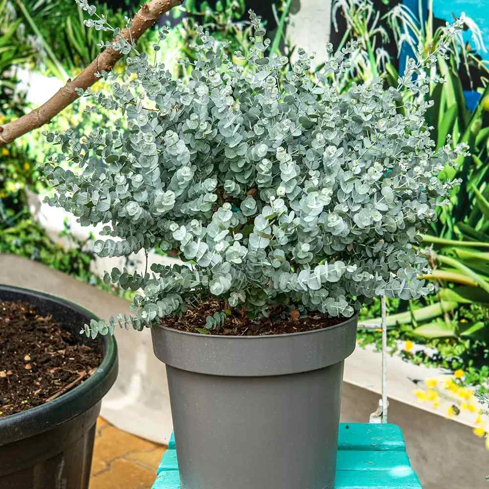 Eucalipt Gunnii, cu frunzis argintiu intens parfumat, iubitor de soare, vesnic verde, rezistent la ger