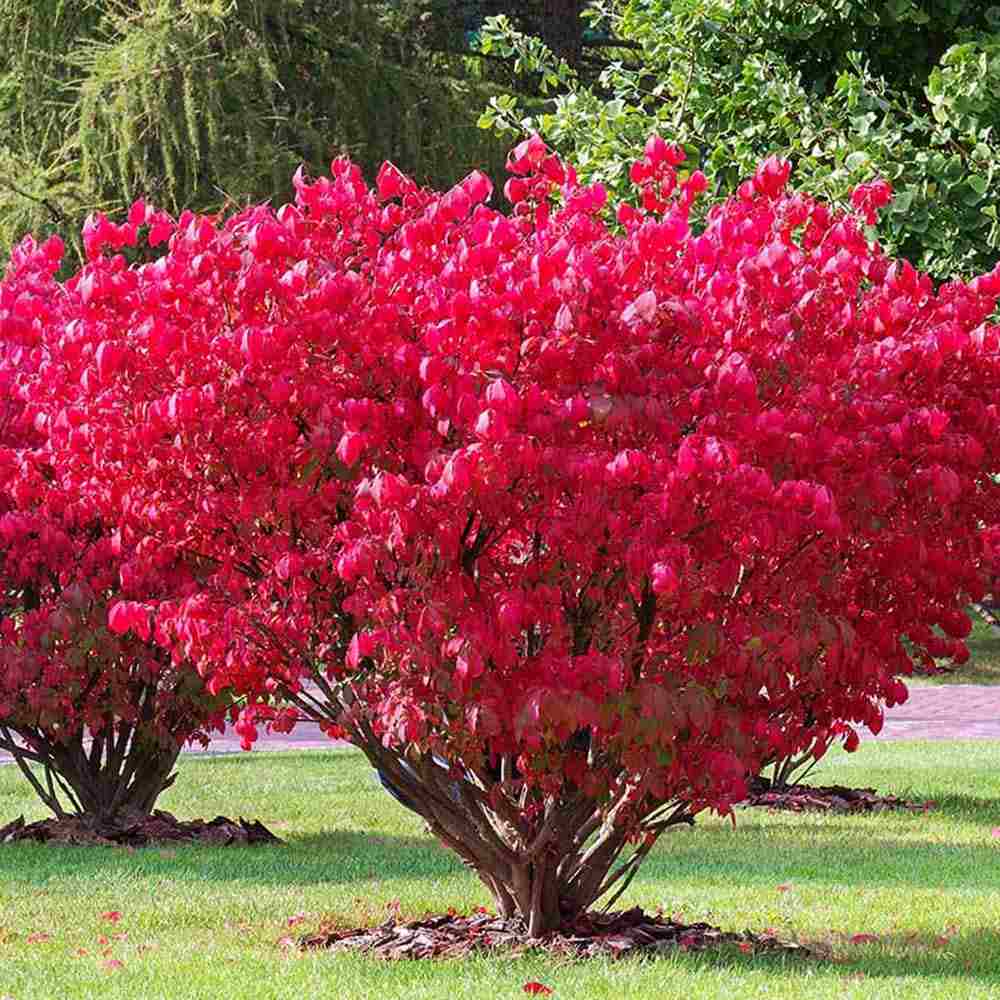 Fus Inaripat (Euonimus Alatus), arbust decorativ cu frunzis rosu intens si fructe roz-oranj toamna