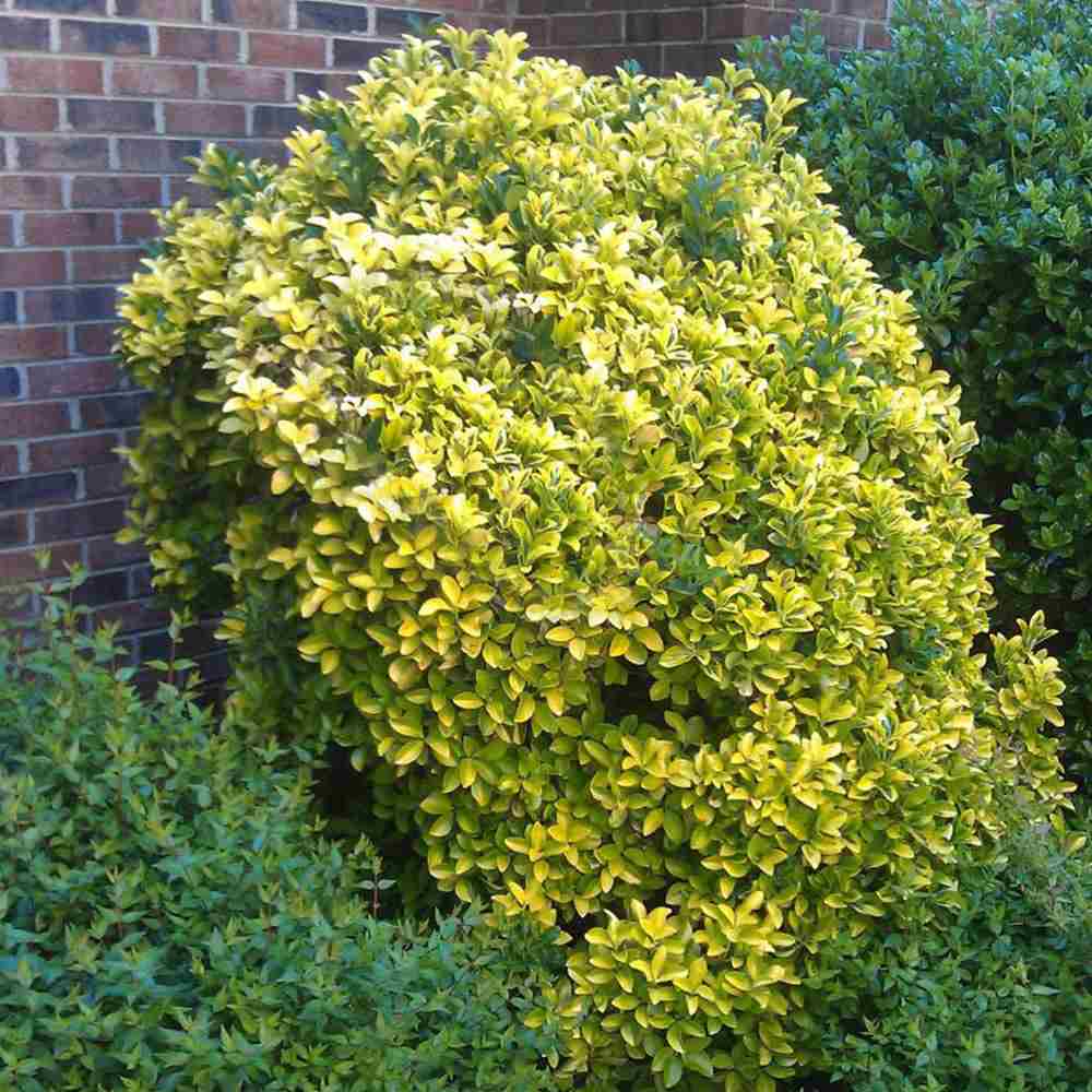 Salba Japoneza Euonimus Elegantissimus Aureus, arbust decorativ frunze galben-verzui vesnic verde