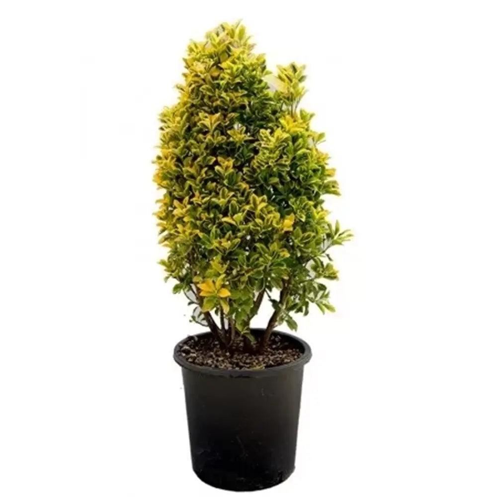 Salba Japoneza Euonimus Elegantissimus Aureus, arbust decorativ frunze galben-verzui vesnic verde