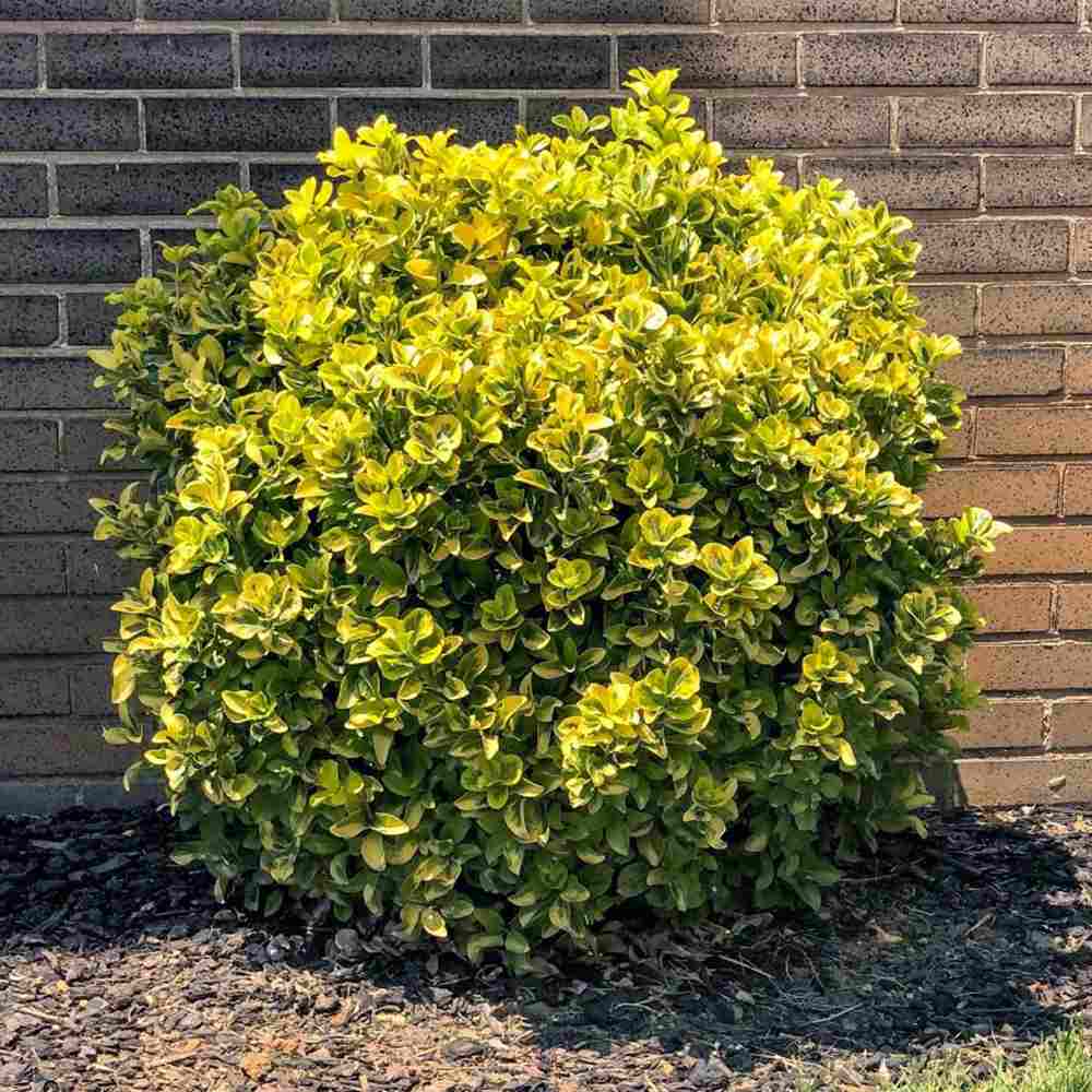 Salba Japoneza Euonimus Elegantissimus Aureus, arbust decorativ frunze galben-verzui vesnic verde
