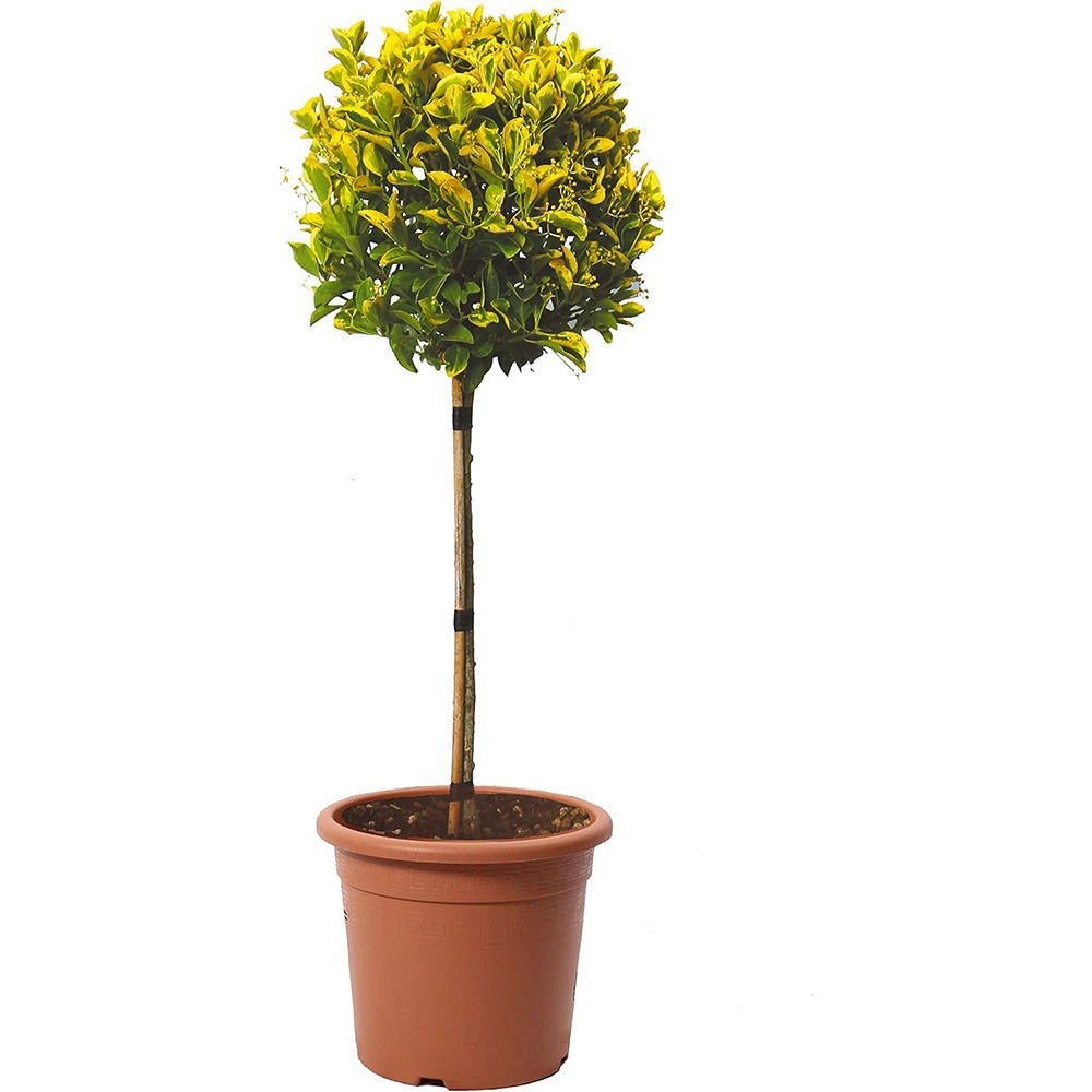 Salba Japoneza Euonimus Japonicus Aureus, pe tulpina, vesnic verde cu frunze galben-verzui