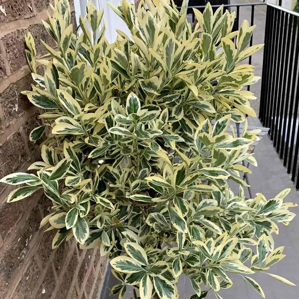 Salba Japoneza Euonimus Bravo, pe tulpina, vesnic verde cu frunze variegate decorativ