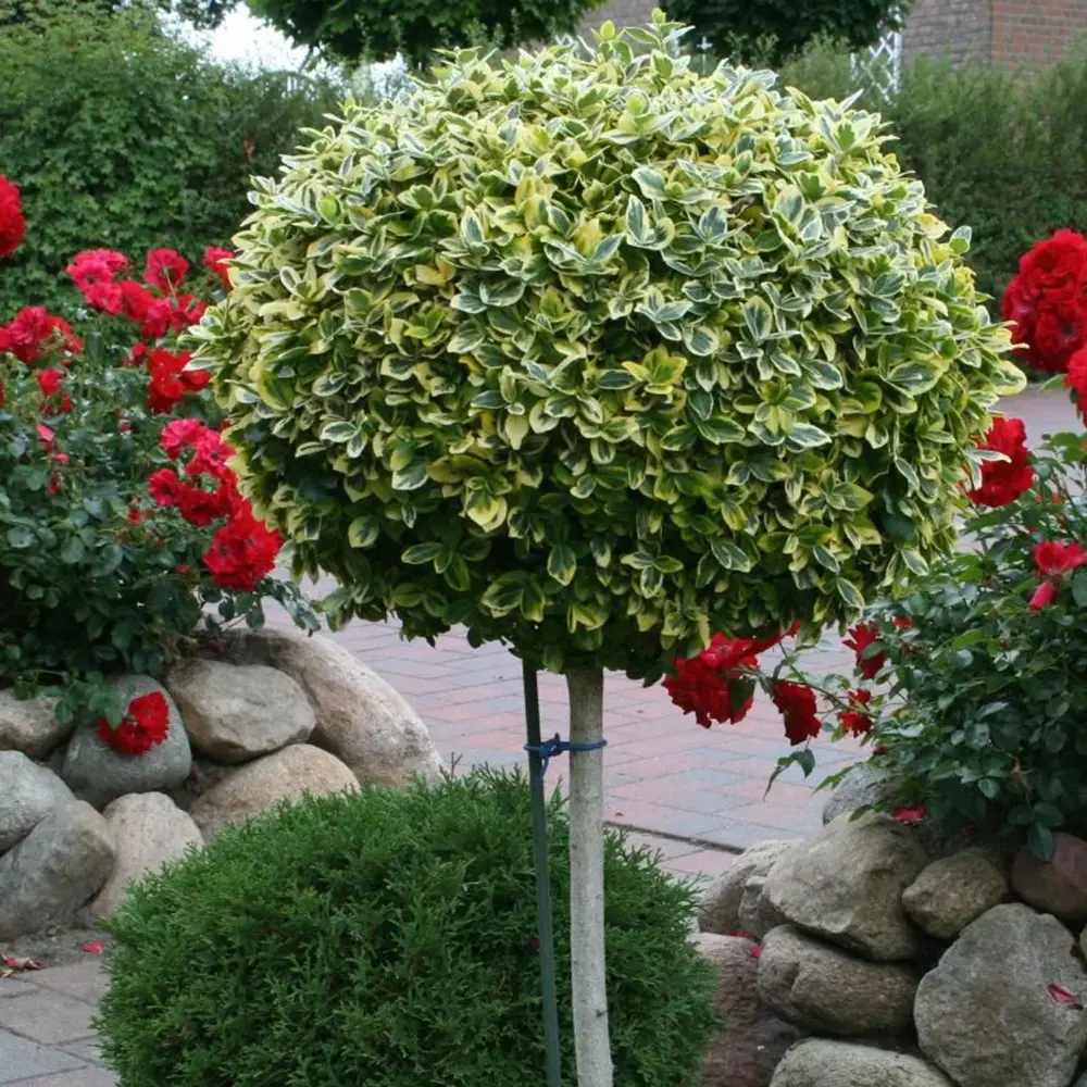 Salba Japoneza Euonimus Bravo, pe tulpina, vesnic verde cu frunze variegate decorativ