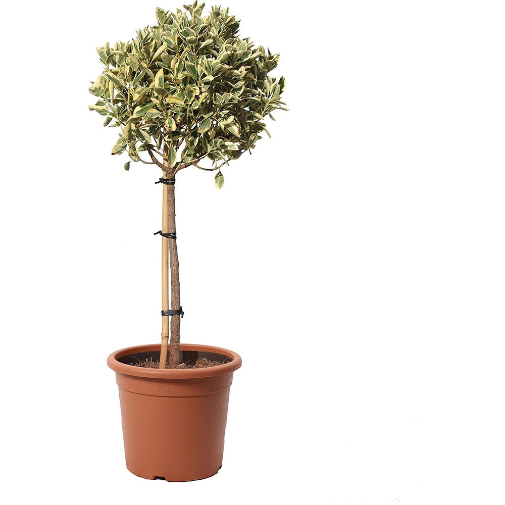 Salba Japoneza Euonimus Bravo, pe tulpina, vesnic verde cu frunze variegate decorativ