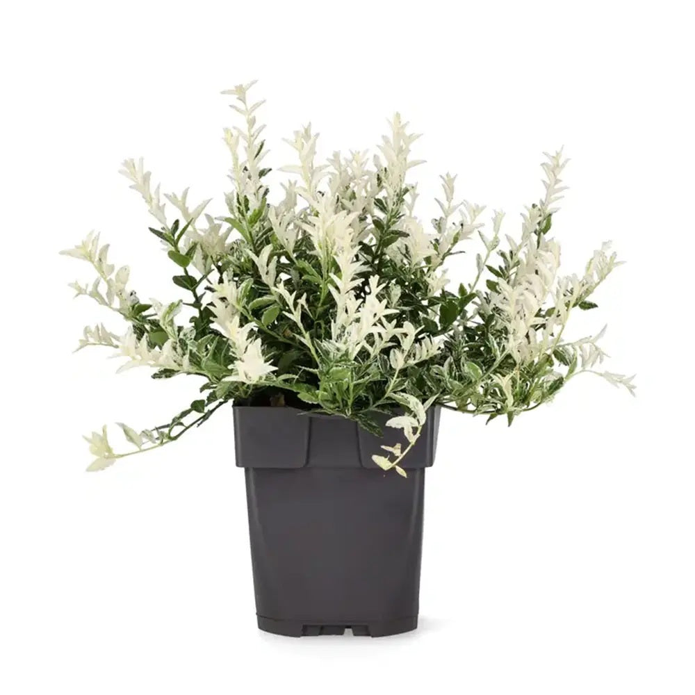 Salba Japoneza Euonimus Harlequin, arbust decorativ vesnic verde cu frunze pestrite pentru borduri si ghivece