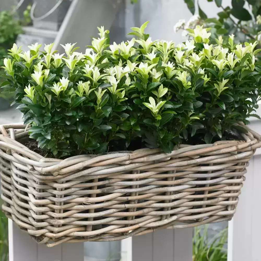 Salba Japoneza Euonimus Himalaya, arbust vesnic verde compact decorativ rezistent