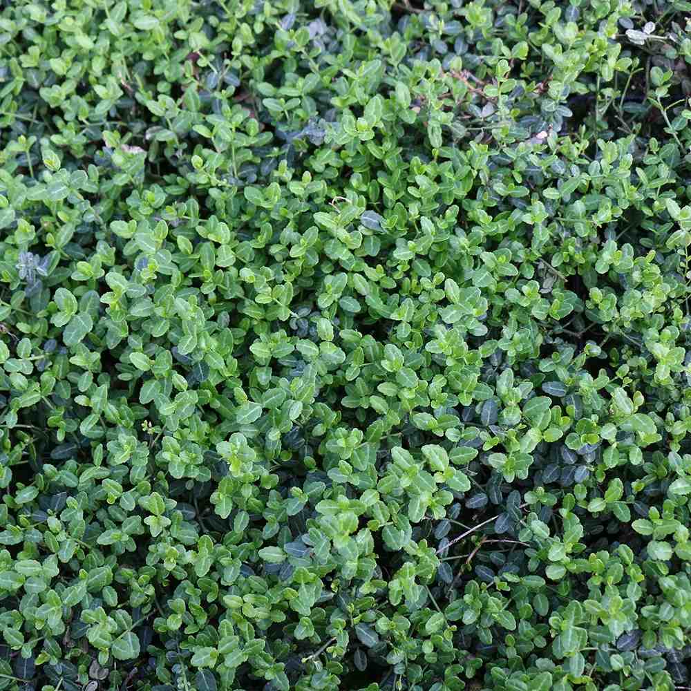 Salba Japoneza Euonimus Minimus, arbust vesnic verde pitic, compact, rezistent la ger, pentru borduri si ghiveci