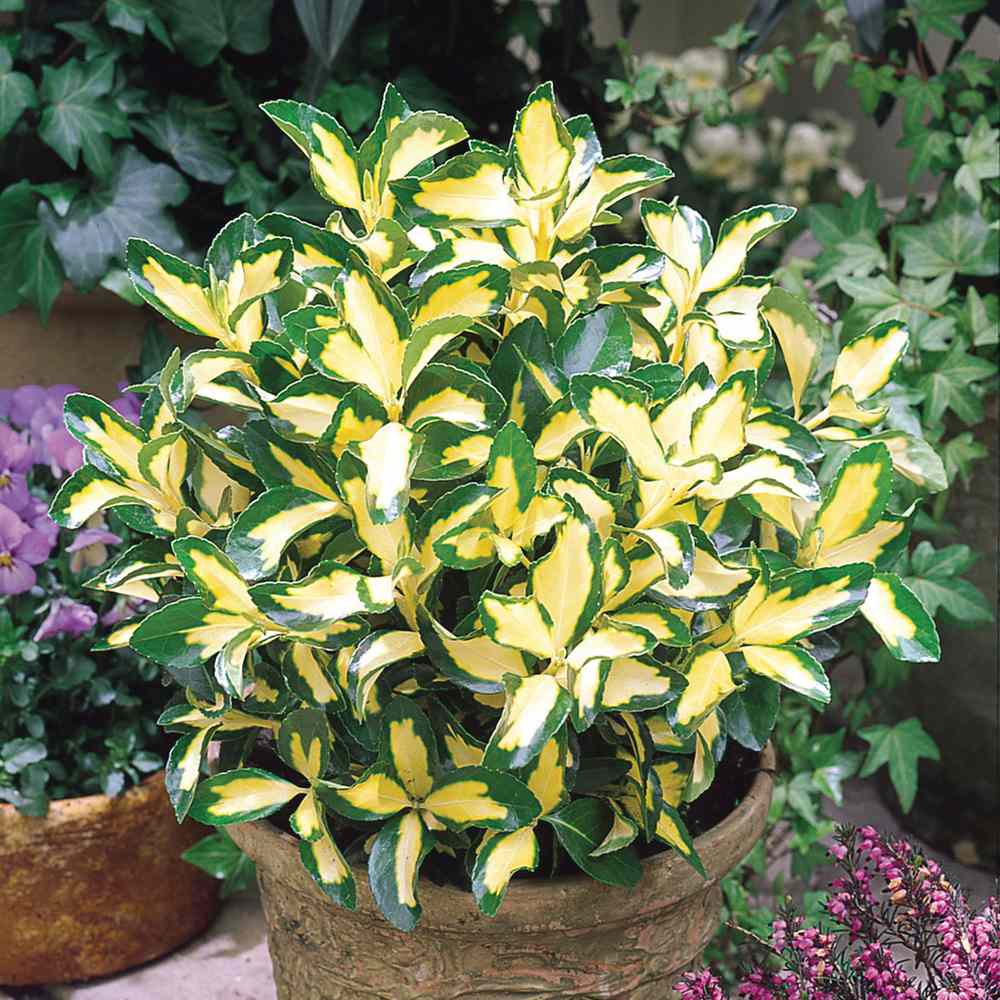 Salba Japoneza Euonimus Blondy, arbust vesnic verde variegat, compact, rezistent la ger, pentru gradina si ghiveci