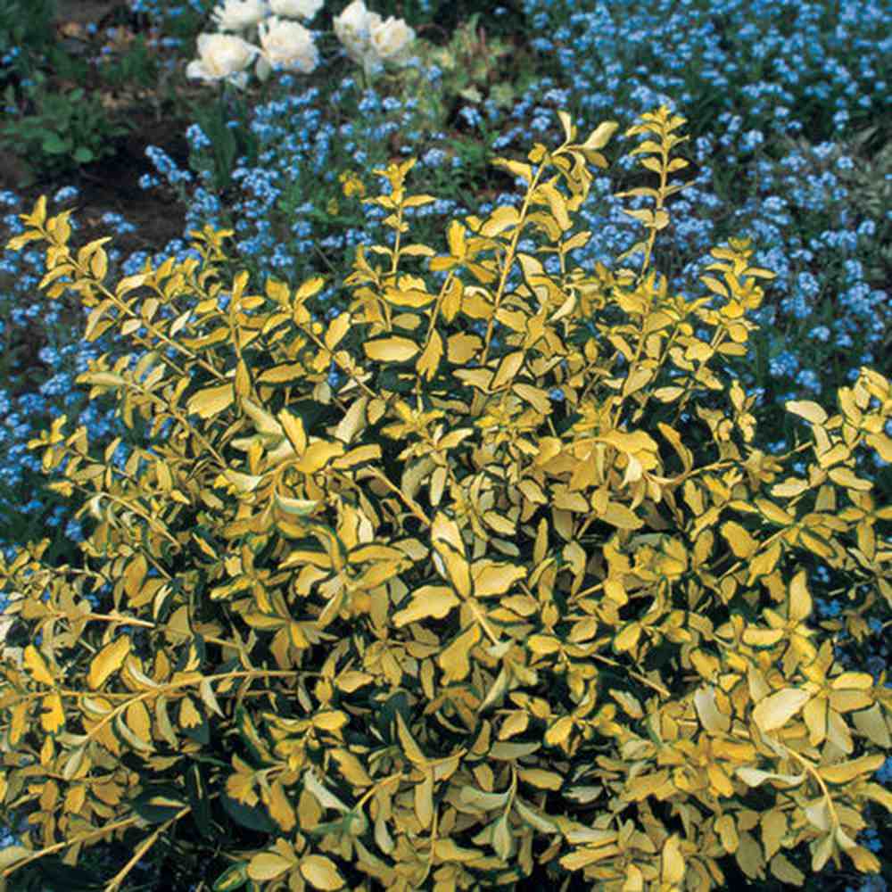 Salba Japoneza Euonimus Blondy, arbust vesnic verde variegat, compact, rezistent la ger, pentru gradina si ghiveci