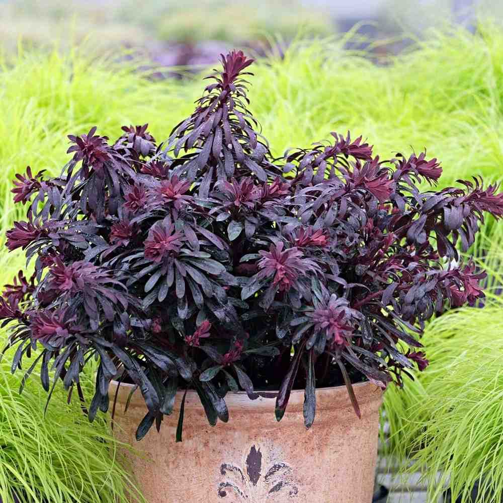 Euphorbia Miners Merlot, planta perena decorativa rosu-bordeaux rezistenta frig